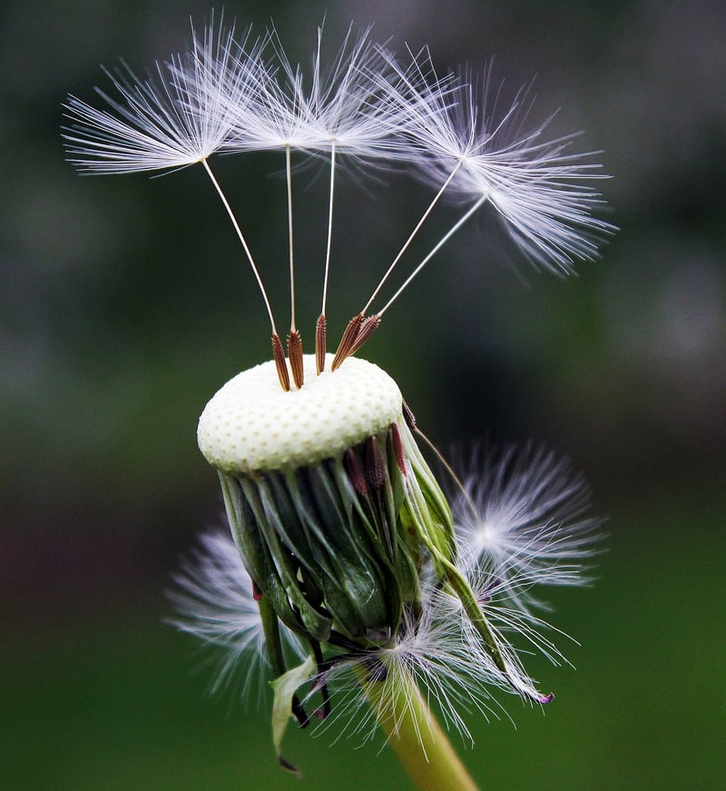Dandelion